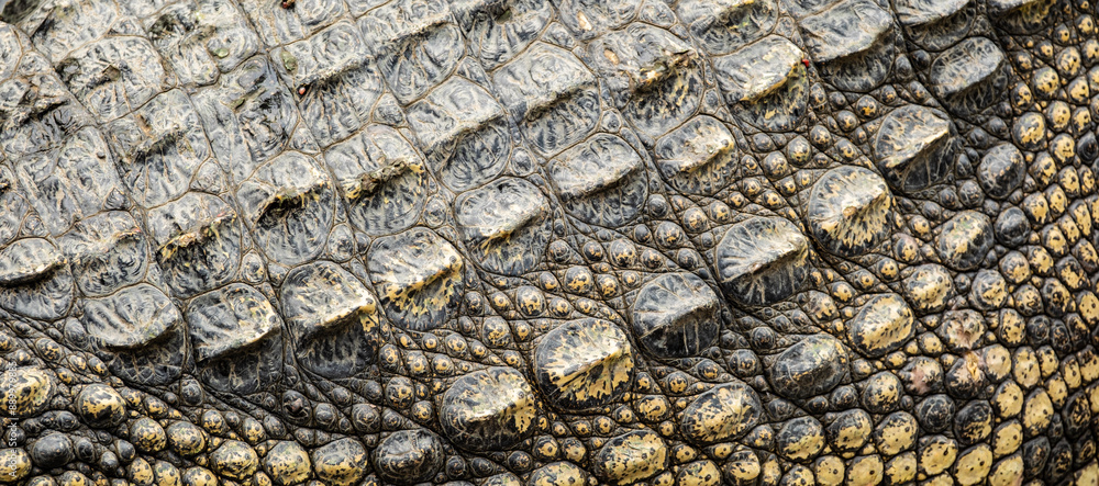 Fototapeta premium Background: Crocodile skin is dark black. The pattern on the crocodile skin is sharp and highly detailed. 