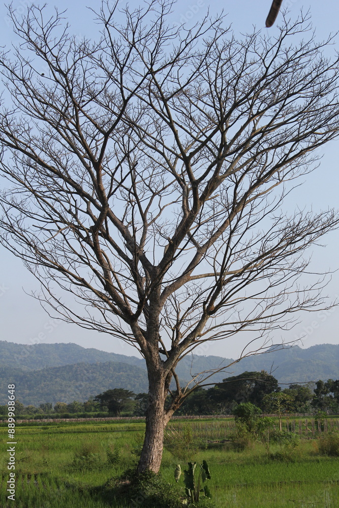 Withering Trees in the fertile season