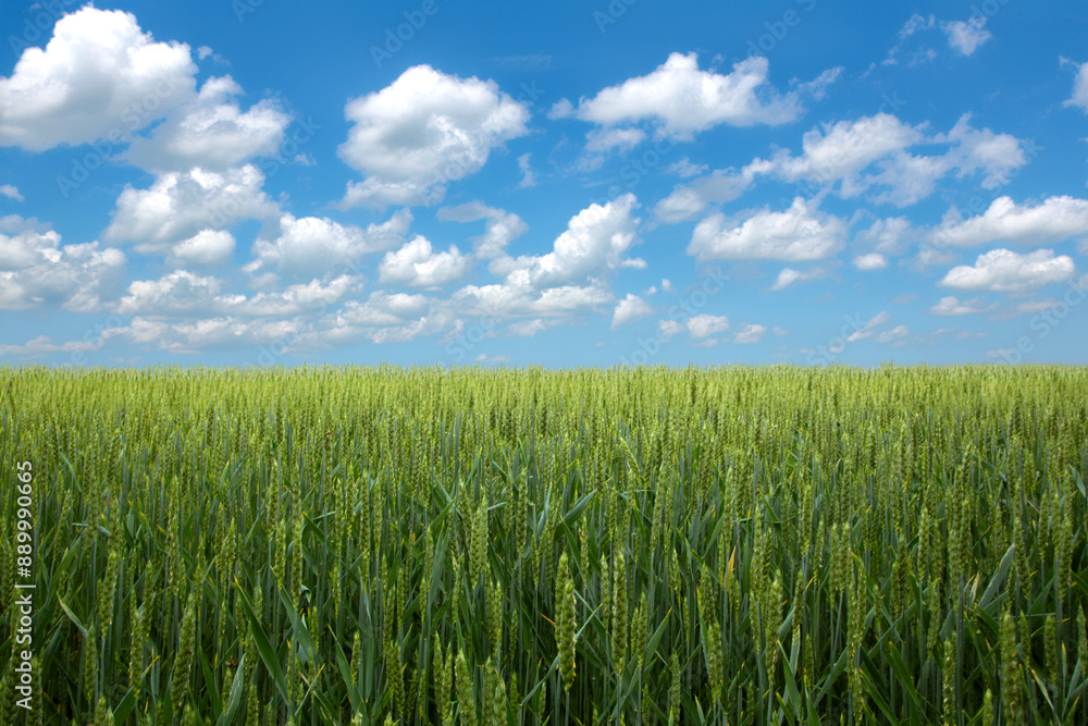 Majestic wheat field, fluffy clouds above, tranquil countryside scene Majestic wheat field, fluffy clouds above, tranquil countryside scene