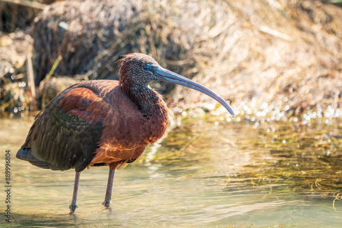 The glossy ibis, latin name Plegadis falcinellus, searching for food in the shallow lagoon.