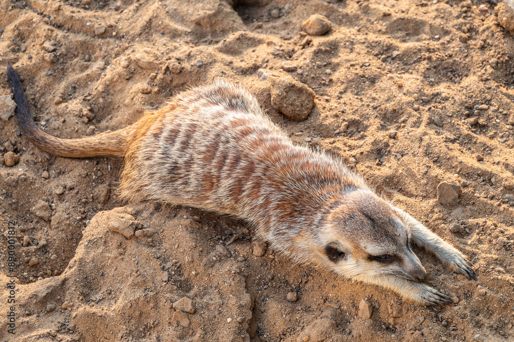 Obraz premium Meerkat suricatta family wildlife picture.
