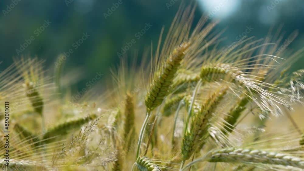 Wheat stalks in a field, with a blurry tree line in the background Wheat stalks in a field, with a blurry tree line in the background