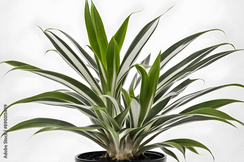 Obraz premium Dracaena fragrans tornado plant in pot plain background, AI Generated