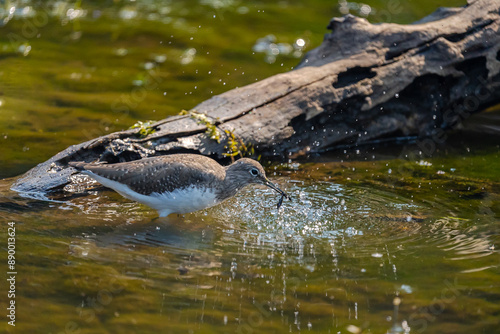 The Green Sandpiper is a small migratory wader with dark olive-green upperparts and white underparts. It frequents freshwater habitats, foraging along the water's edge. photo