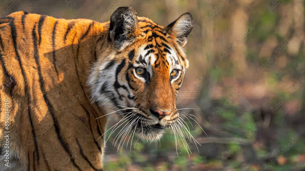 Obraz premium Tigers in tropical and subtropical forests, such as those in India, often have a bright orange coat with black stripes. This coloration helps them blend into the dappled sunlight and dense vegetation.