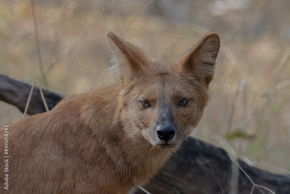 The Asiatic wild dog, dhole is a social and nimble predator with a reddish coat, famous for its collaborative hunting in dense forests.
The Asiatic wild dog, dhole is a social and nimble predator with a reddish coat, famous for its collaborative hunting in dense forests.