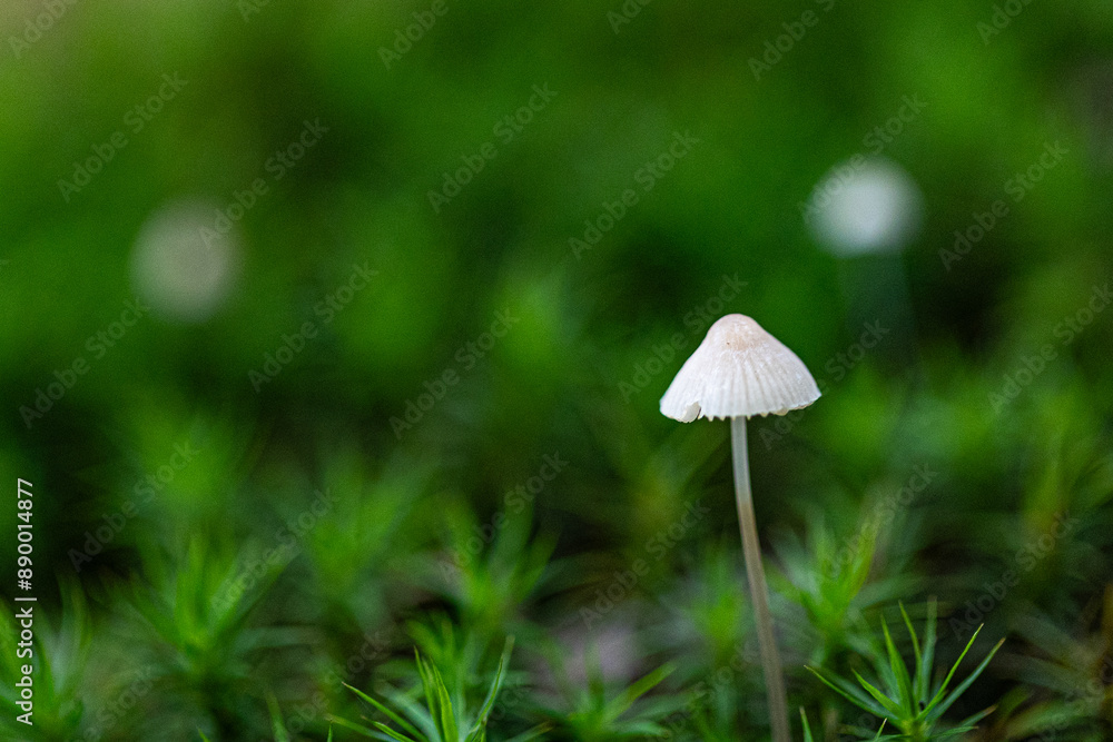 Close-up of a tiny bleeding helmet mushroom (Mycena haematopus) standing alone in moss Close-up of a tiny bleeding helmet mushroom (Mycena haematopus) standing alone in moss