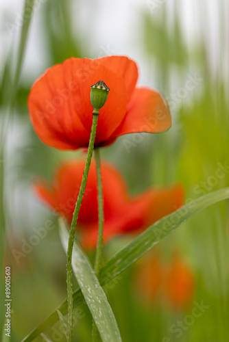 Close-up of a poppy (papaver) capsule in front of red poppy blossoms photo