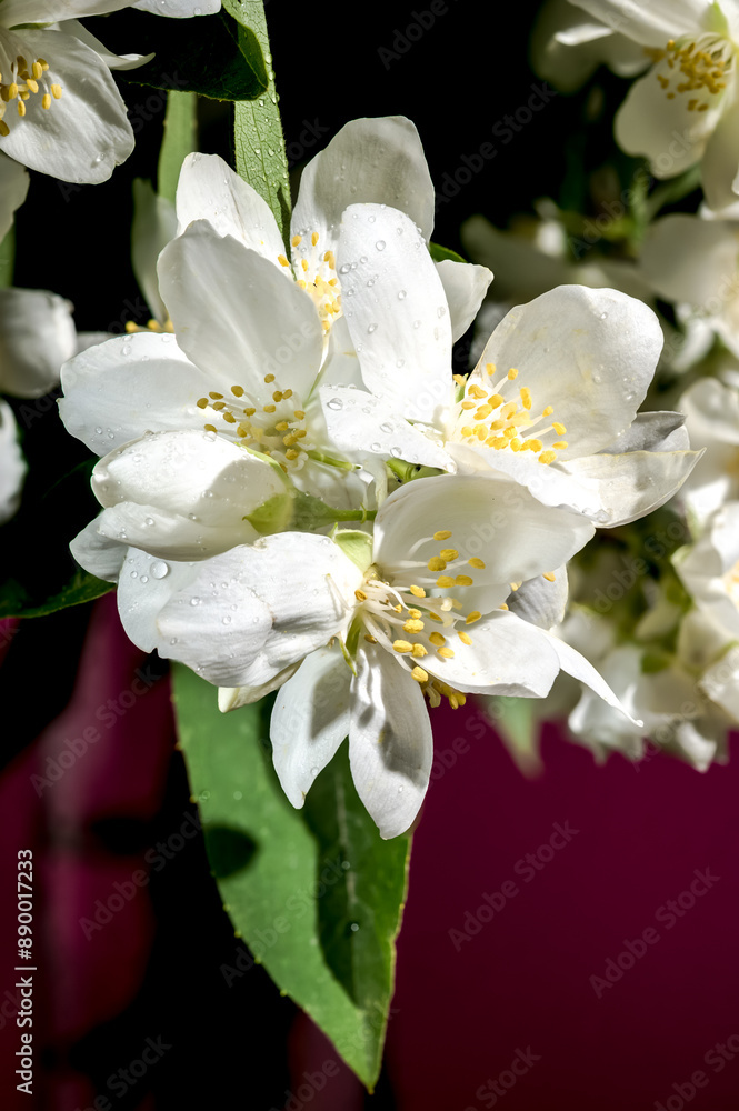 Obraz premium Blooming white jasmine flower on a red background