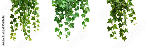 Collection of green hanging ivy leaves on an isolated white