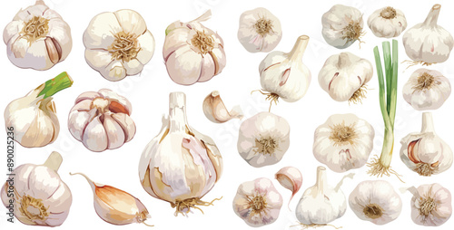 garlic watercolor clipart
