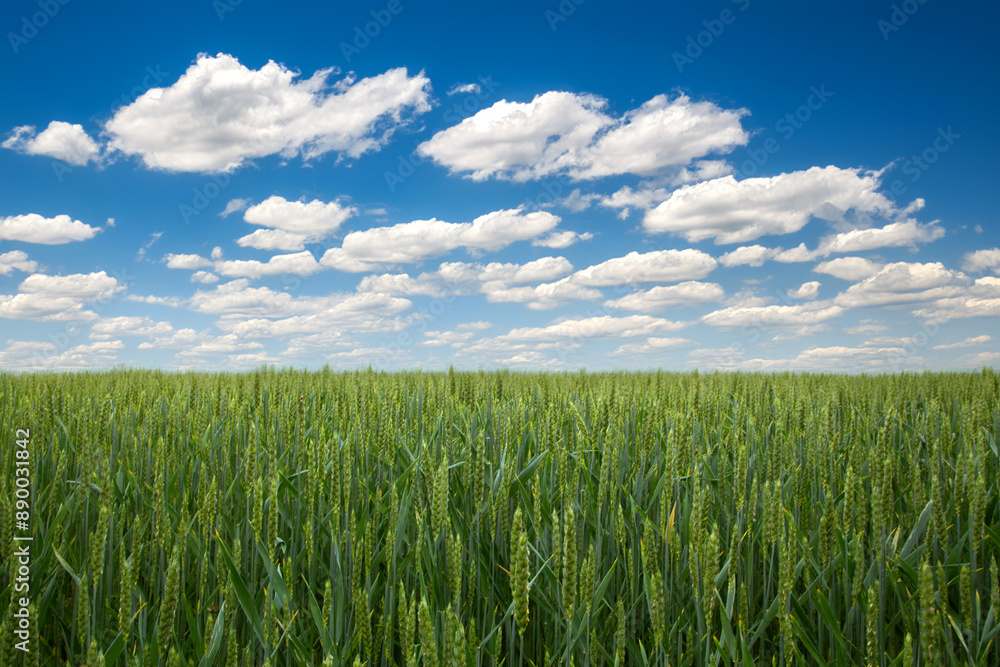 Green wheat stalks in field beneath white clouds. Green wheat stalks in field beneath white clouds.