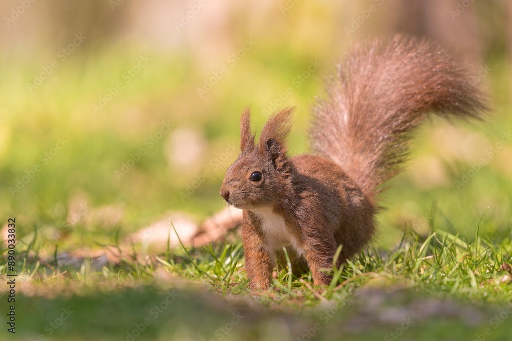 A cute european red squirrel sits on the grass. Sciurus vulgaris A cute european red squirrel sits on the grass. Sciurus vulgaris