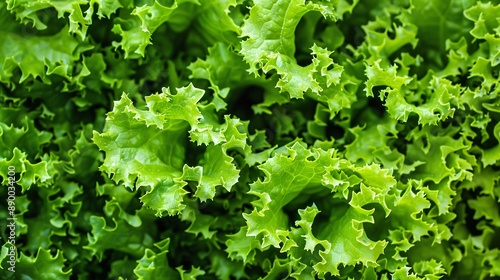 A close-up shot of freshly picked lettuce leaves, showcasing their vibrant green color and delicate texture