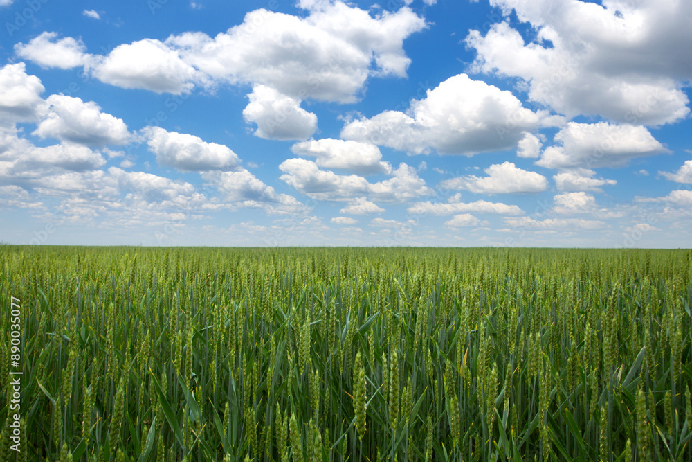 Green wheat stalks in field beneath white clouds. Green wheat stalks in field beneath white clouds.