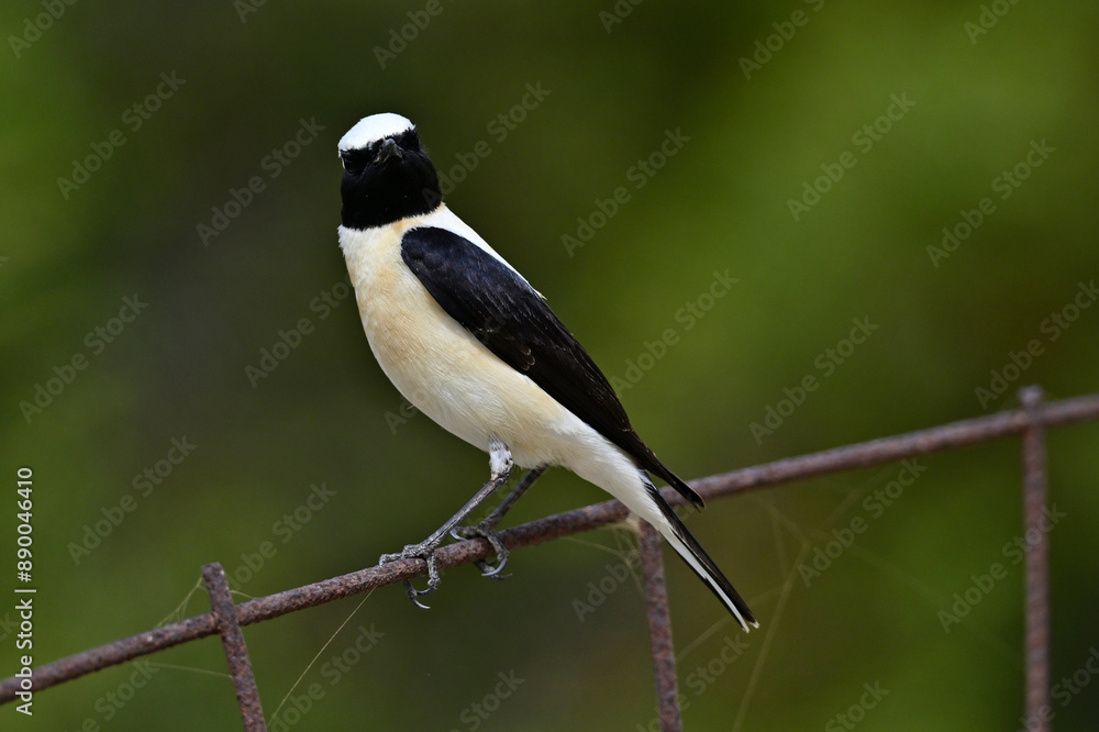 Eastern Black-eared Wheatear // Balkansteinschmätzer (Oenanthe melanoleuca) - Milos, Greece Eastern Black-eared Wheatear // Balkansteinschmätzer (Oenanthe melanoleuca) - Milos, Greece
