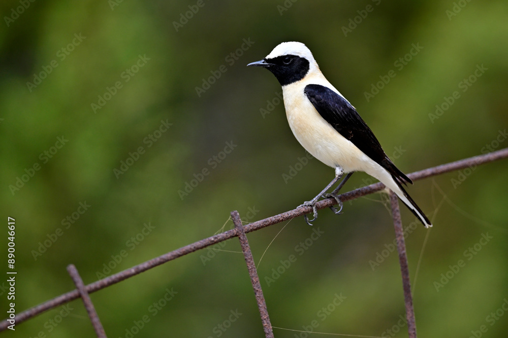Balkansteinschmätzer // Eastern Black-eared Wheatear (Oenanthe melanoleuca) - Milos, Greece Balkansteinschmätzer // Eastern Black-eared Wheatear (Oenanthe melanoleuca) - Milos, Greece