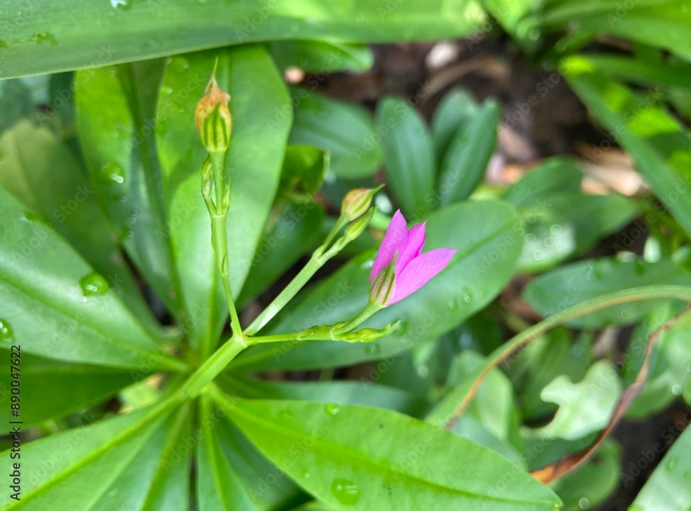 Talinum paniculatum also known as Fame Tree Flower. Talinum paniculatum also known as Fame Tree Flower.