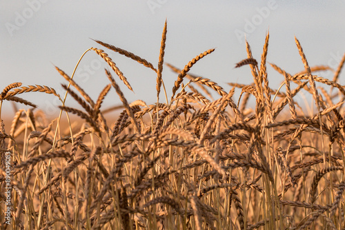 Superfood Dinkel kurz vor der Ernte photo