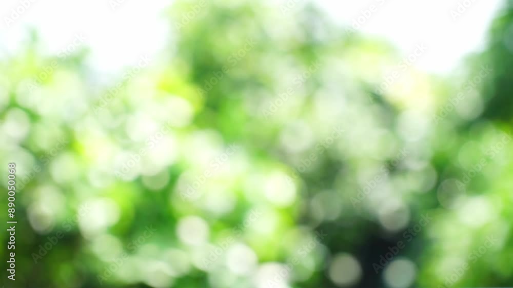 Defocused background of green leaves of trees and sunlight. Abstract of Nature background. Defocused background of green leaves of trees and sunlight. Abstract of Nature background.