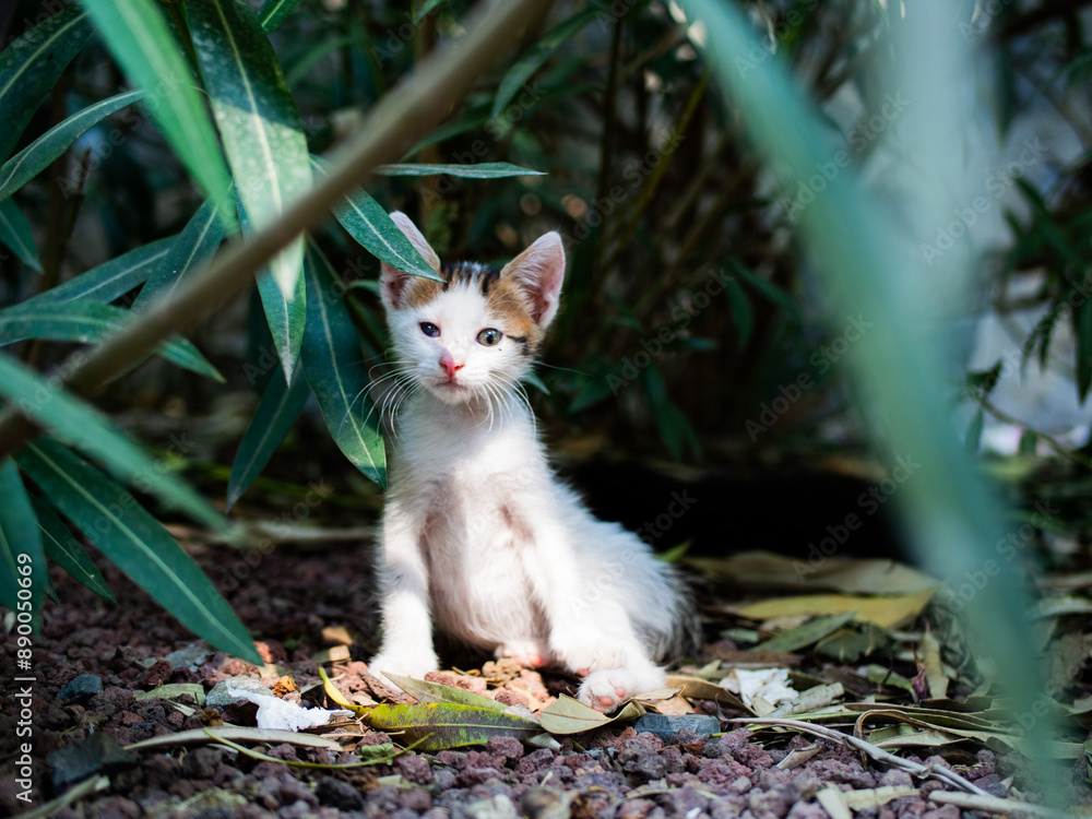 white kitten playing and sleeping among the trees white kitten playing and sleeping among the trees