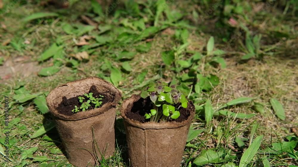 Seedlings of young plants in small pots. Gardening, growing flowers and vegetables. Farmer hand is holding the pot and put it. Home backyard. Side view Seedlings of young plants in small pots. Gardening, growing flowers and vegetables. Farmer hand is holding the pot and put it. Home backyard. Side view