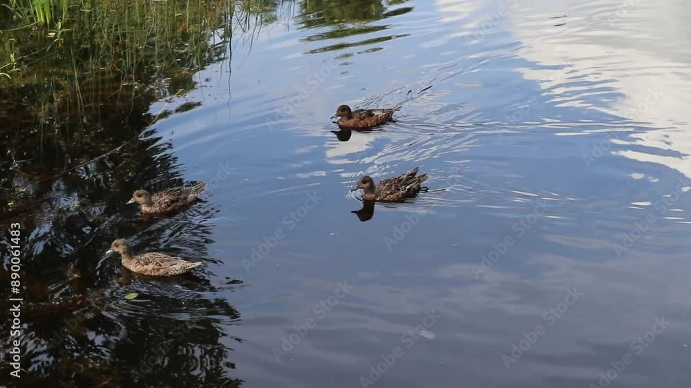 Four ducks swimming on a pond in summertime Four ducks swimming on a pond in summertime