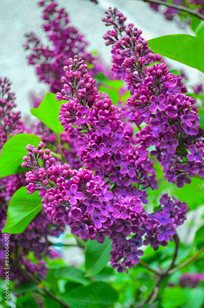 A detailed image of a blooming lilac branch, showcasing vibrant purple flowers and lush green leaves. This picture captures the beauty and fragrance of lilacs, highlighting the elegance of springtime A detailed image of a blooming lilac branch, showcasing vibrant purple flowers and lush green leaves. This picture captures the beauty and fragrance of lilacs, highlighting the elegance of springtime