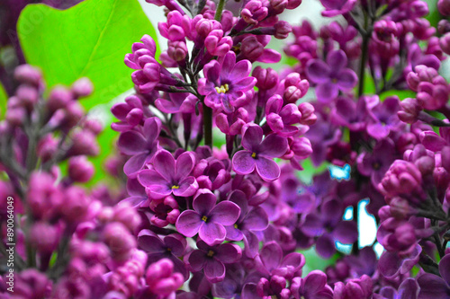 A detailed image of a blooming lilac branch, showcasing vibrant purple flowers and lush green leaves. This picture captures the beauty and fragrance of lilacs, highlighting the elegance of springtime 