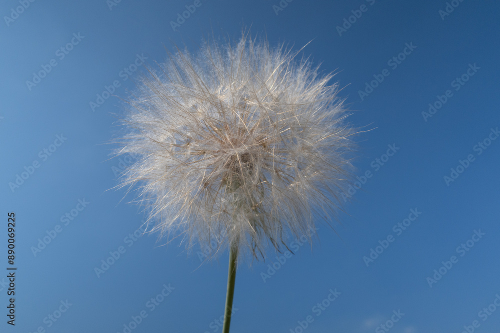 Tragopogon porrifolius Oyster Plant Salsify flower petals
