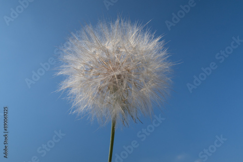 Obraz na płótnie Tragopogon porrifolius Oyster Plant Salsify flower petals w salonie