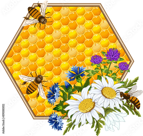 Vector illustration with honeycombs.Flowers, bees and honeycombs on transparent background in vector illustration.