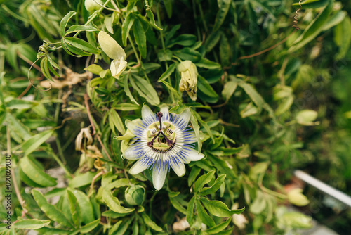 Passiflora Purple Haze in flower.