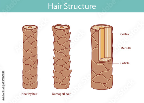 Hair structure layer. illustration in cartoon style, hand drawn