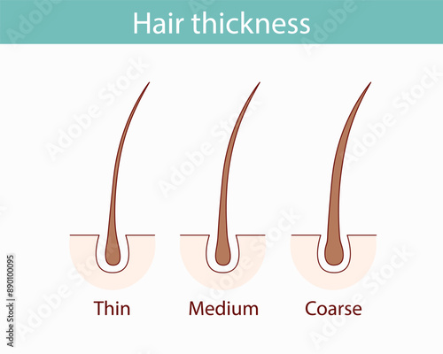 Classifications of hair thickness types. A section of leather with fine, medium and coarse strands. Linear diagram of the anatomical structure. Outline vector illustration.