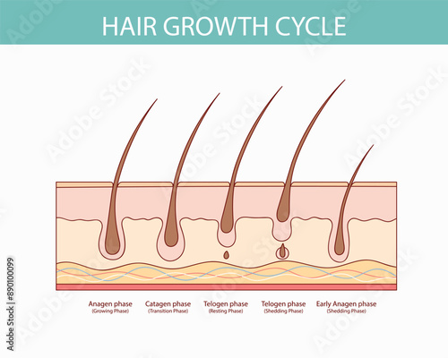 Medical  illustrations of hair growth cycle. Vector images of human biology