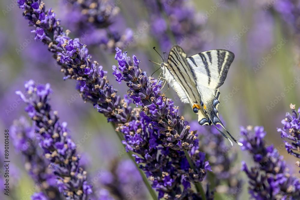 Flambé (Iphiclides podalirius) foraging on a sprig of lavender in Provence
