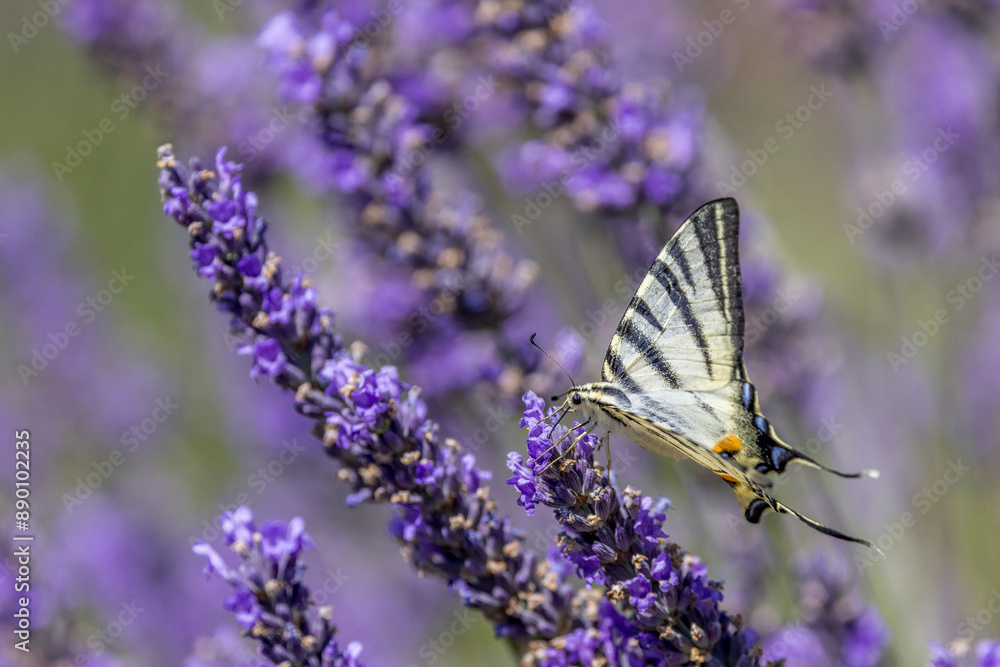 Naklejka premium Flambé (Iphiclides podalirius) foraging on a sprig of lavender in Provence