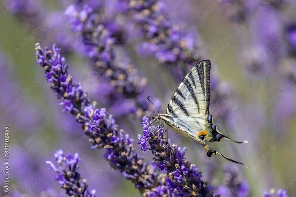 Flambé (Iphiclides podalirius) foraging on a sprig of lavender in Provence Flambé (Iphiclides podalirius) foraging on a sprig of lavender in Provence