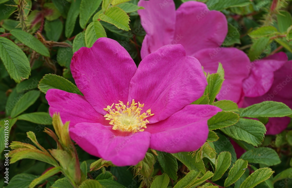 Incredible beautiful and fragrant Rosa rubiginosa flower on green foliage background. The tea made from the hips of this rose is very popular as a healthy beverage. Incredible beautiful and fragrant Rosa rubiginosa flower on green foliage background. The tea made from the hips of this rose is very popular as a healthy beverage.