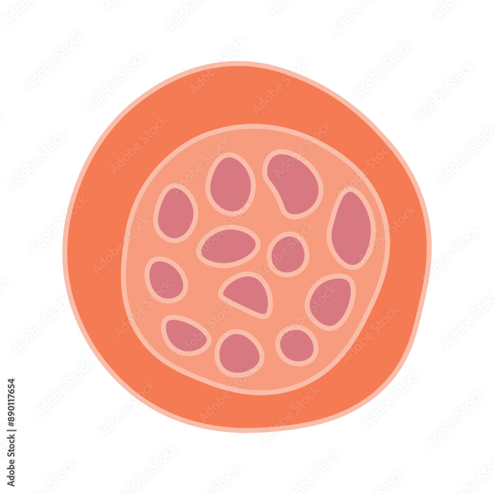 plasmodium vivax schizont plasmodium vivax schizont