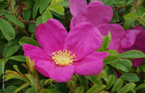 Incredible beautiful and fragrant Rosa rubiginosa flower on green foliage background. The tea made from the hips of this rose is very popular as a healthy beverage.