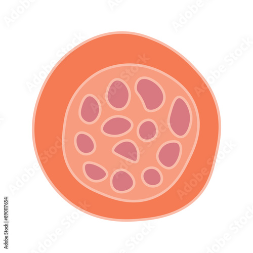 plasmodium vivax schizont photo