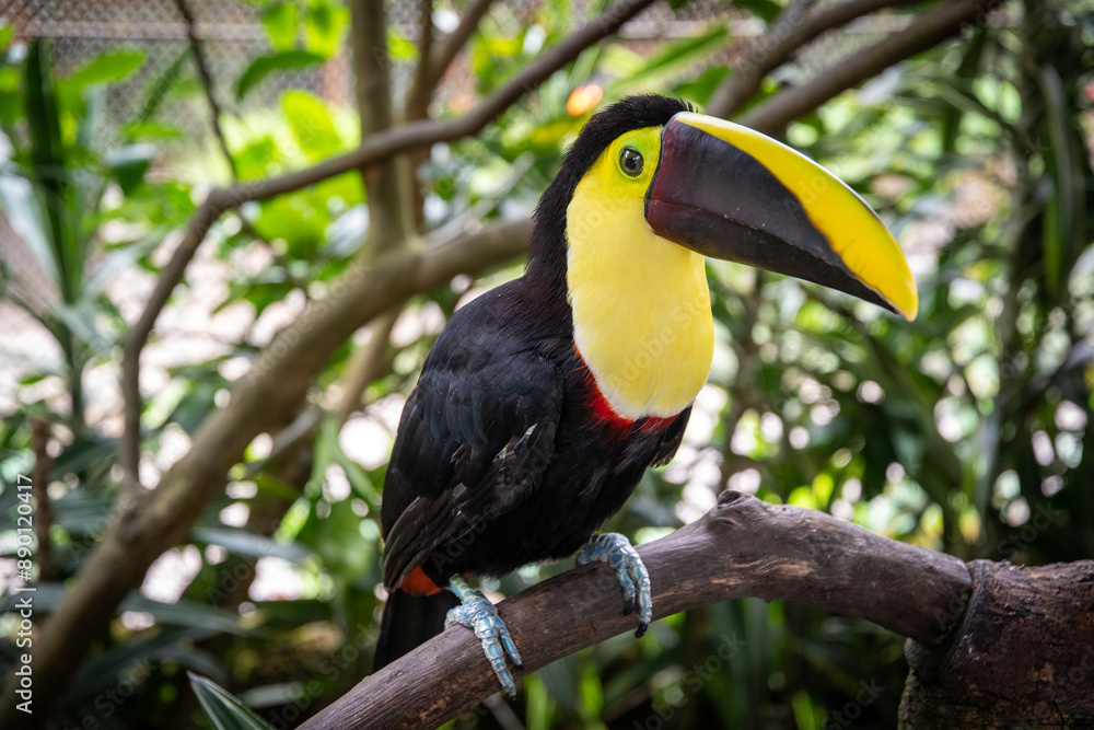 Naklejka premium Tropical Elegance. Vibrant Toucan Perches Amidst Greenery