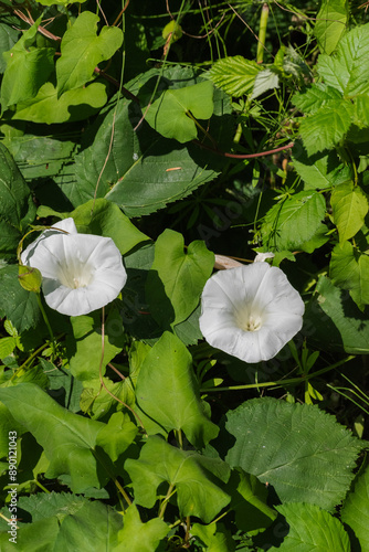 Calystegia sepium (hedge bindweed, Rutland beauty, bugle vine, heavenly trumpets, bellbind, granny-pop-out-of-bed) photo