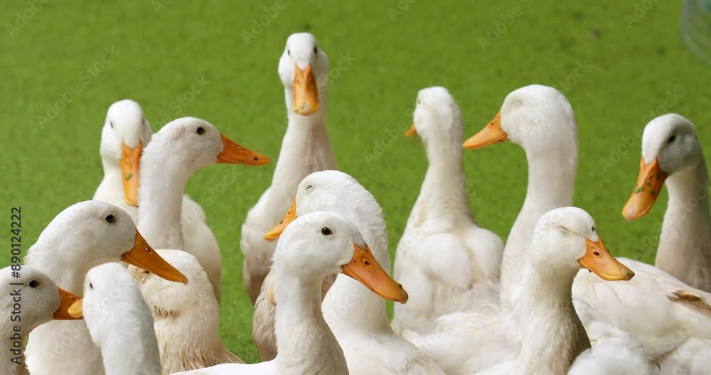 Group of Layer ducks at the poultry farm, Close-up. High definition shot at 4K video footage. Group of Layer ducks at the poultry farm, Close-up. High definition shot at 4K video footage.