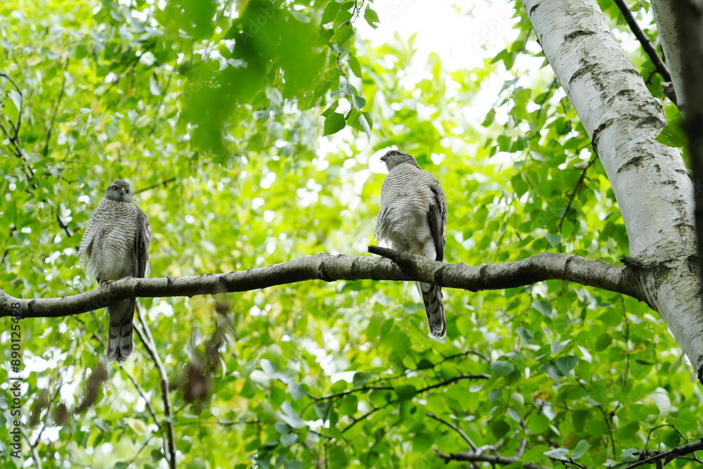 ハイタカの幼鳥が枝に止まっている ハイタカの幼鳥が枝に止まっている