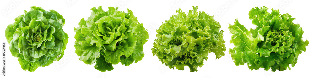 Set of Fresh lettuce isolated on transparent background Set of Fresh lettuce isolated on transparent background