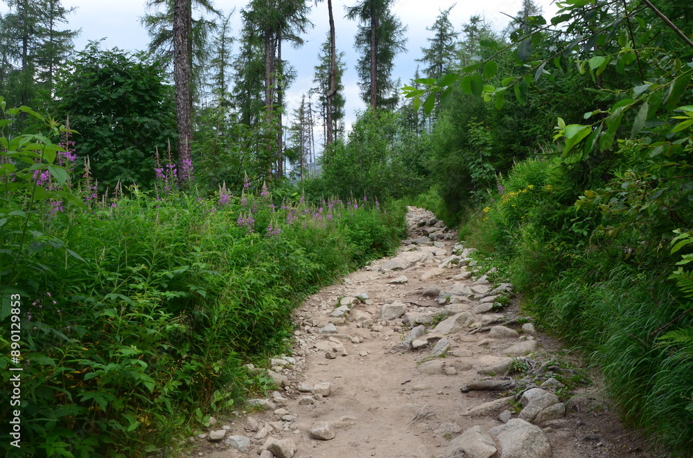 Fototapeta premium path in the forest