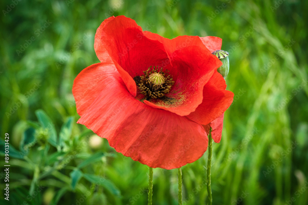 Corn poppy in a summer meadow with red petals. Wildflower from nature. Red splashes Corn poppy in a summer meadow with red petals. Wildflower from nature. Red splashes